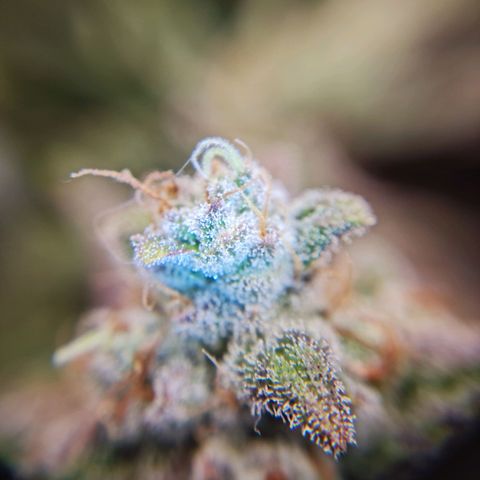 Monke growlog photo: Almost enough amber on tops, accidentally cut a small bud off from the bottom