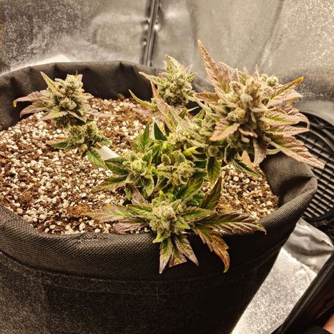 Monke growlog photo: Almost enough amber on tops, accidentally cut a small bud off from the bottom