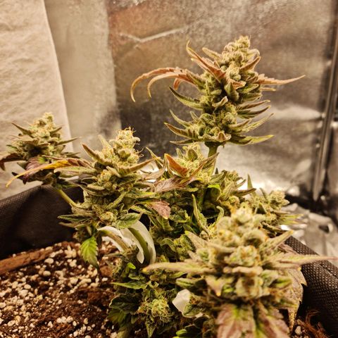 Monke growlog photo: Almost enough amber on tops, accidentally cut a small bud off from the bottom