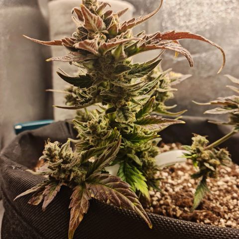 Monke growlog photo: Almost enough amber on tops, accidentally cut a small bud off from the bottom