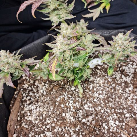 Monke growlog photo: Almost enough amber on tops, accidentally cut a small bud off from the bottom