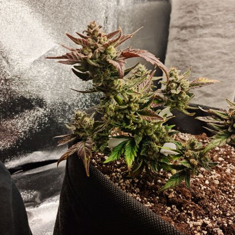 Monke growlog photo: Almost enough amber on tops, accidentally cut a small bud off from the bottom