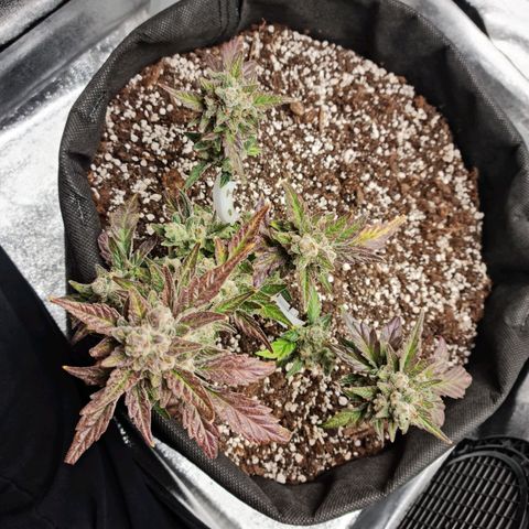 Monke growlog photo: Almost enough amber on tops, accidentally cut a small bud off from the bottom