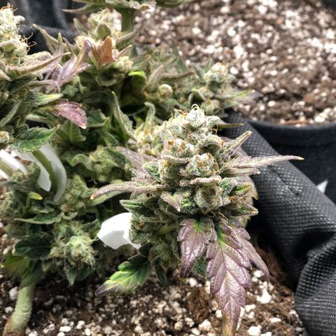 Monke growlog timeline photo
