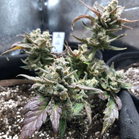 Monke growlog timeline photo