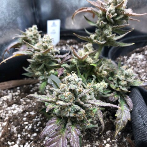 Monke growlog timeline photo
