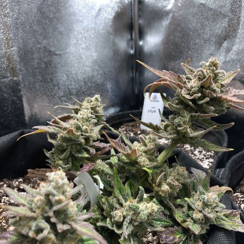 Monke growlog timeline photo