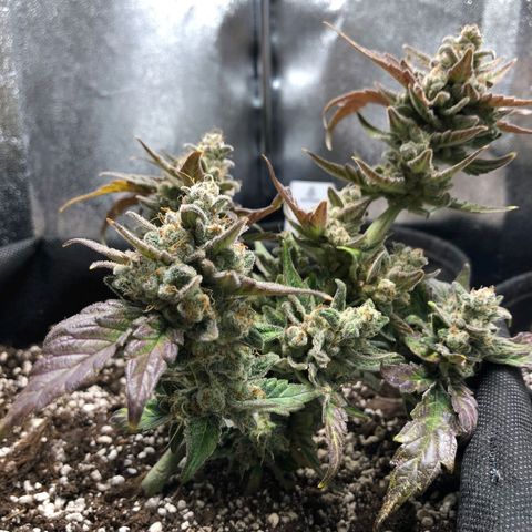 Monke growlog timeline photo