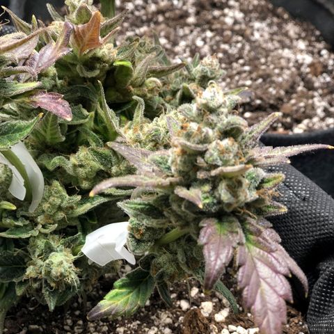 Monke growlog timeline photo