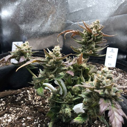 Monke growlog timeline photo