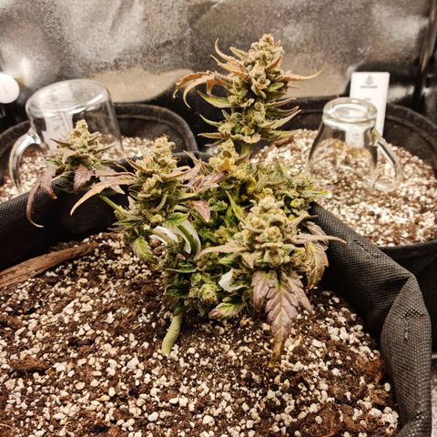 Monke growlog timeline photo