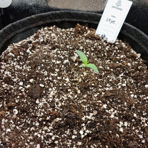 Thiccccc freeze growlog timeline photo