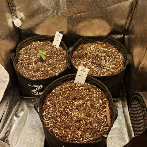 Thiccccc freeze growlog timeline photo