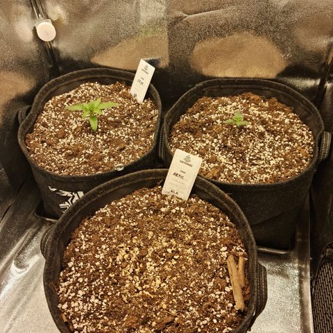Tall hoe growlog timeline photo