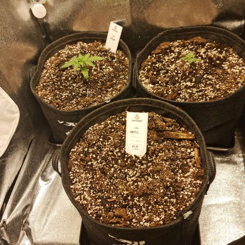 Chungus Medik growlog timeline photo