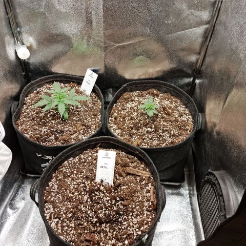 Chungus Medik growlog timeline photo