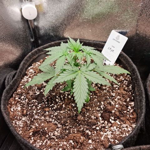 Tall hoe growlog timeline photo