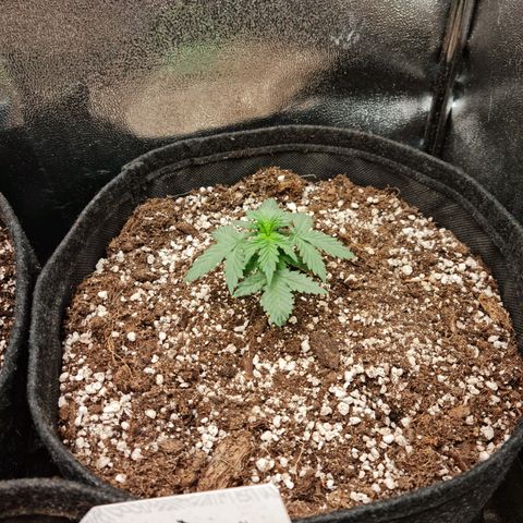 Thiccccc freeze growlog timeline photo
