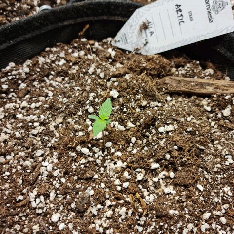 Late bloomer growlog timeline photo