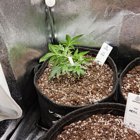 Tall hoe growlog timeline photo