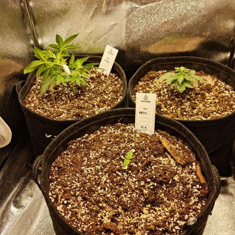 Tall hoe growlog timeline photo