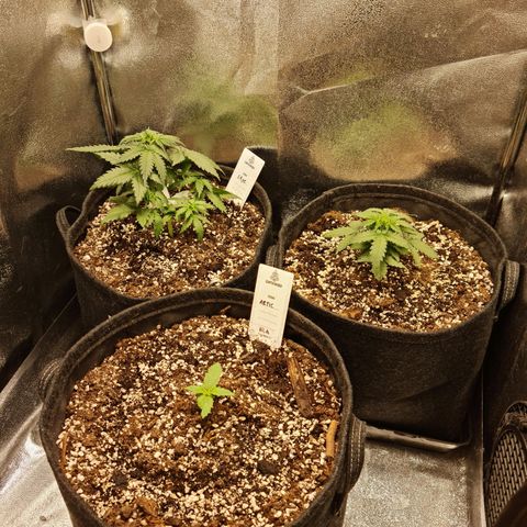 Chungus Medik growlog photo: Cat snapped a piece #3, but nothing worry some 