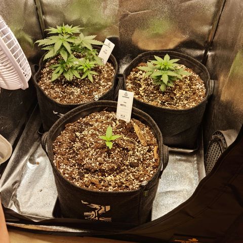 Chungus Medik growlog timeline photo