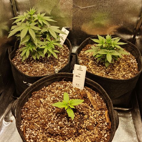 Chungus Medik growlog timeline photo