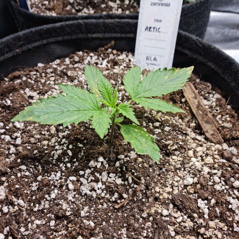 Late bloomer growlog photo: Burned leaves due to water droplets 