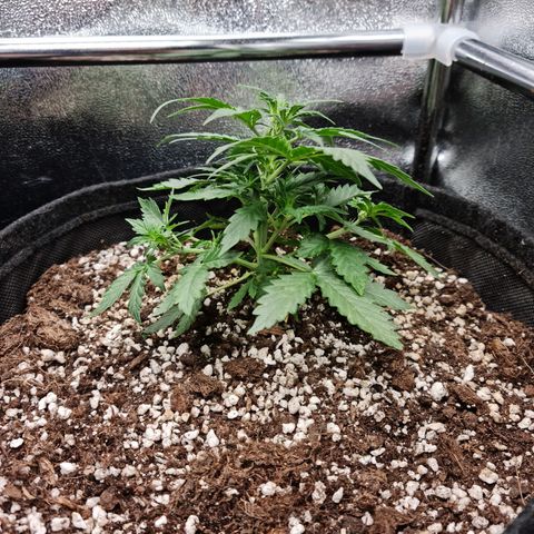 Thiccccc freeze growlog photo: Removed 2 fan leaves to allow more light on the lower branches