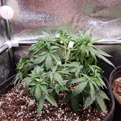 Tall hoe growlog photo: Trained a bit more