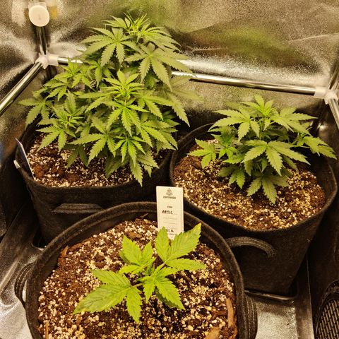 Chungus Medik growlog timeline photo