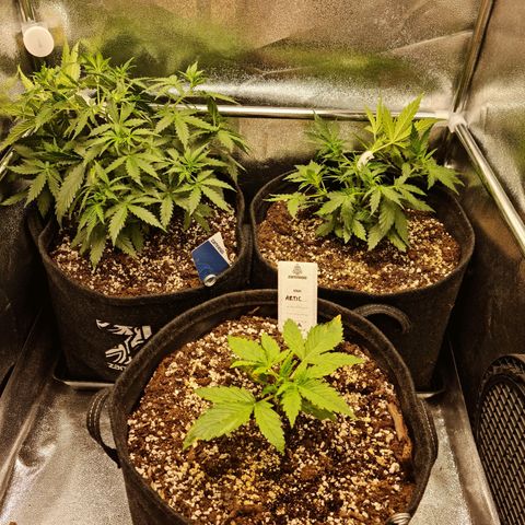 Chungus Medik growlog timeline photo