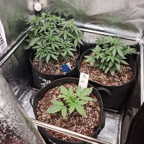 Chungus Medik growlog timeline photo