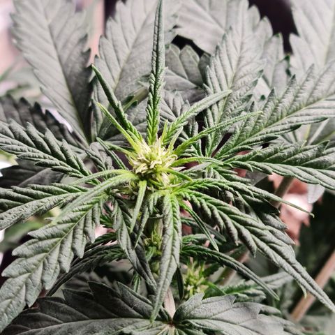 Thiccccc freeze growlog timeline photo