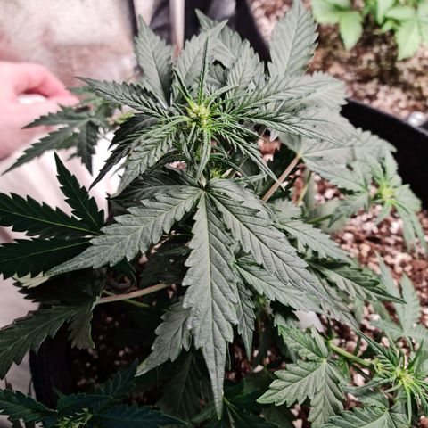 Thiccccc freeze growlog timeline photo