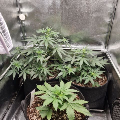 Chungus Medik growlog timeline photo