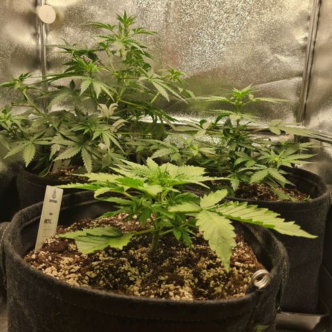 Chungus Medik growlog timeline photo
