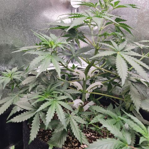 Tall hoe growlog timeline photo