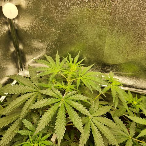 Tall hoe growlog timeline photo