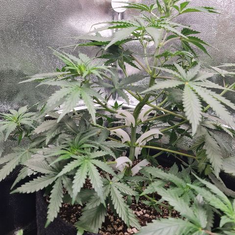 Thiccccc freeze growlog timeline photo