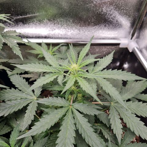 Thiccccc freeze growlog timeline photo