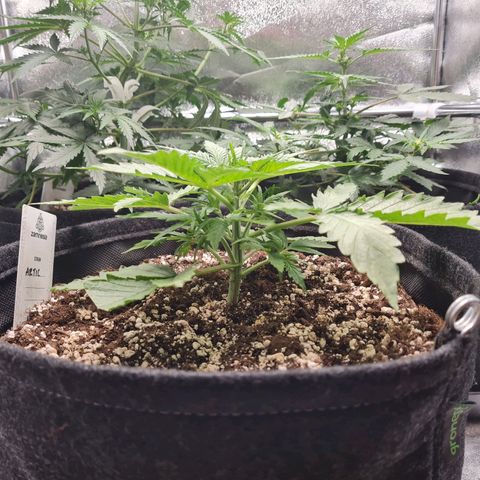 Late bloomer growlog timeline photo