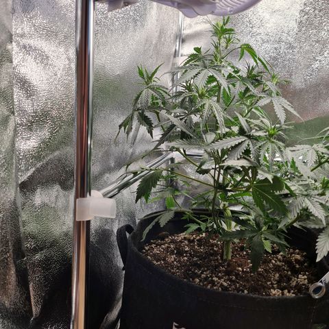 Chungus Medik growlog timeline photo