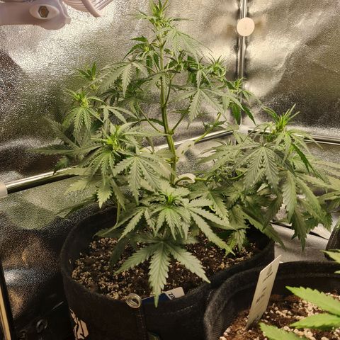 Chungus Medik growlog timeline photo