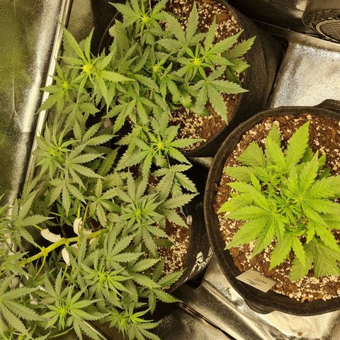 Chungus Medik growlog timeline photo