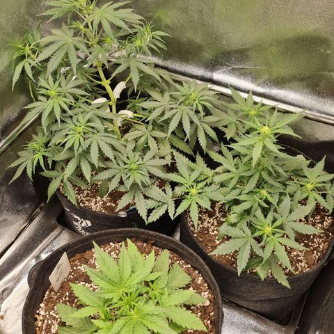 Chungus Medik growlog timeline photo