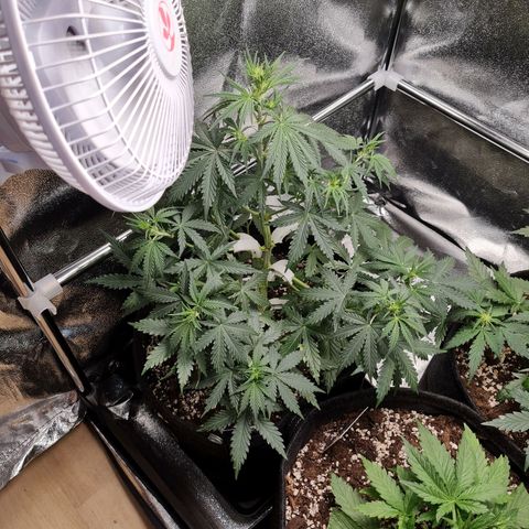 Chungus Medik growlog timeline photo