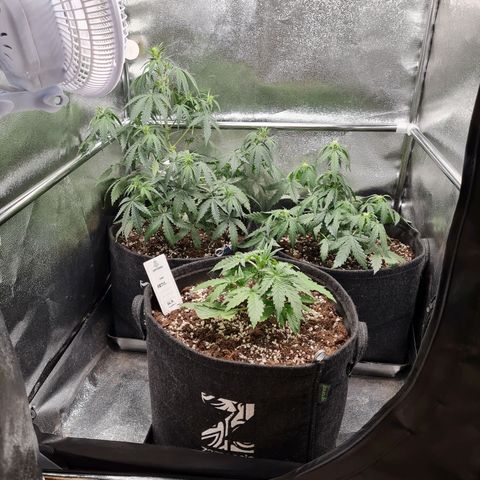 Chungus Medik growlog timeline photo
