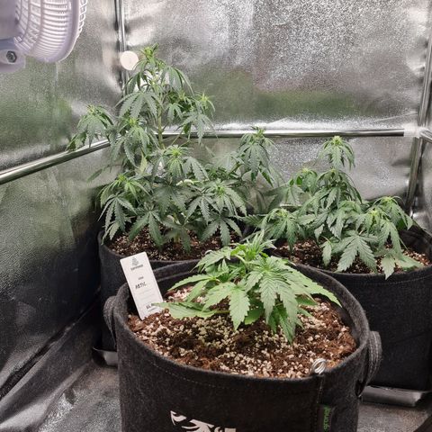 Chungus Medik growlog timeline photo